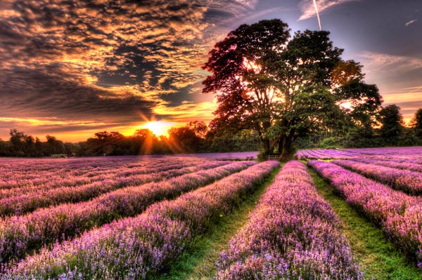 Đắm ch&igrave;m trong sắc t&iacute;m oải hương ở Mayfield London